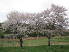 飯舘村の桜
美しく咲いているのに見てくれる人がいません。
撮影日2012.5.2

最後までご覧下さり有難うございました。