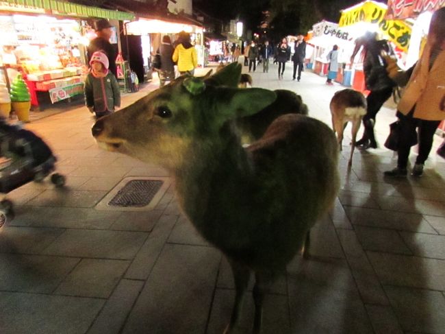 春日大社表参道から石灯籠に灯る明りを見ながら歩きたかったんだけど警備員さんに<br />「このコースは暗くて道に迷うから『なら瑠璃絵』の会場新公会堂から先に歩いてそこから春日大社に行くように」<br />と言われてしまった。<br />仕方ないからすごすごと新公会堂、東大寺大仏殿方向に向かう。<br /><br />先に東大寺に行こっと!<br />南大門に向かう道はさすがに賑やか。<br />夜なのに鹿たちは<br />「鹿せんべいにありつけるかな」<br />って感じで目はぱっちり。