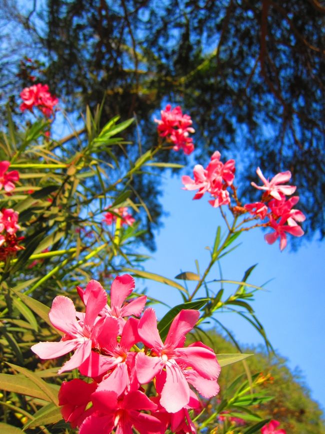 かわいい花がいっぱい咲いていました。<br />バガンだけでなくミャンマーのいたるところできれいな花いっぱい見ました。<br />ホテルにもバラがいっぱい咲いていて、きれいでした。