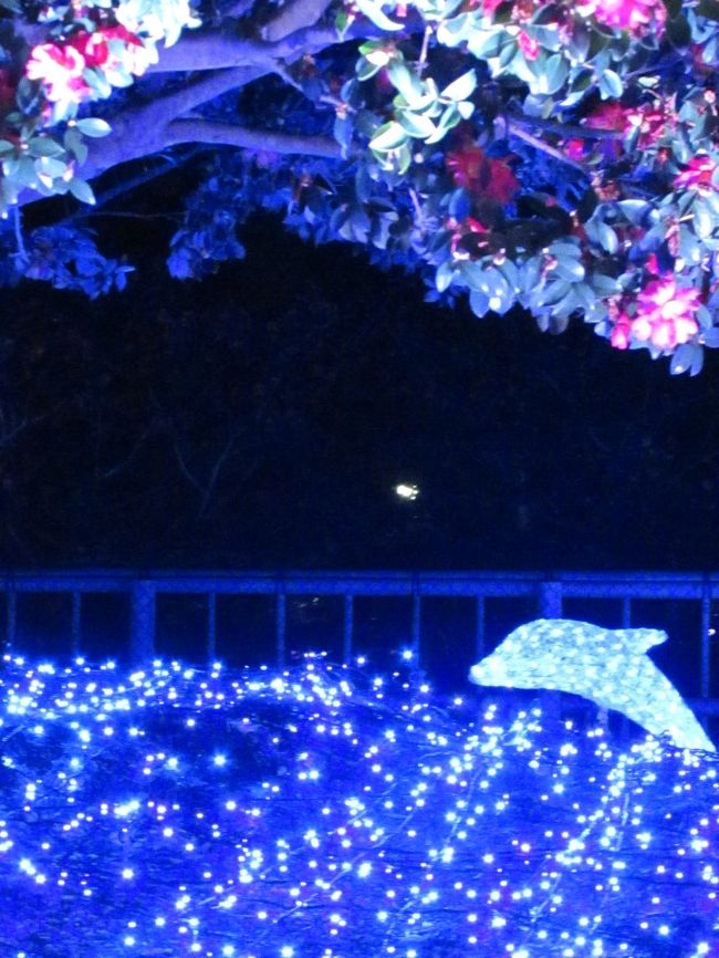 赤く浮き上がった椿の花の下で跳ねるイルカ。<br /><br />この赤って、、、