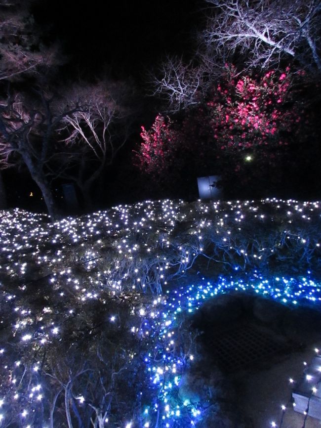 こんな感じでしょうか、ブルー、ピンク、白・・・私の写真では下手だけど、翌日「なら瑠璃絵」にいらしたCANさんの写真に期待しましょう〜