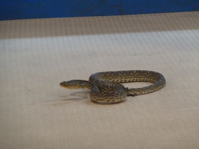 ハブショーがはじまりましたー。<br />マングースとのショーはもう行われておらず紹介のみ。<br />こにちわ。