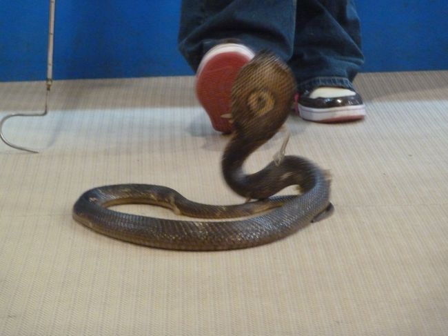 ハブの代わりにショーをするのはキングコブラ。<br />首周りを広げすぎて防御が甘くなりお姉さんに頭を後ろからはたかれる可哀想な役回り。