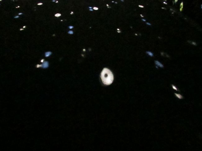 足元を照らすミラーボールの光の子供たち。<br /><br />なんだか宝塚のショーのミラーボールや昔行ったお店のミラーボールを思い出してしまった瞬間は春日大社参道には相応しくなかったですねぇ。。。アラマアと笑いがこみ上げてきたしね。