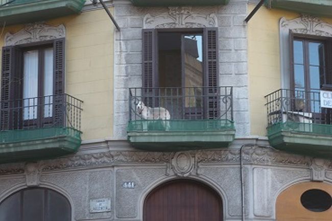 ワンコよ、通じたかい？