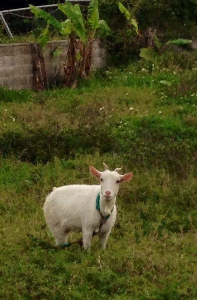 こっち向くヤギ