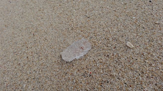 プニプニした<br />透明な物体が。。。<br /><br />生き物なんでしょうか？