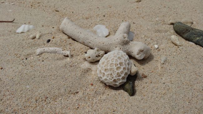 丸いサンゴ<br />かわいいー