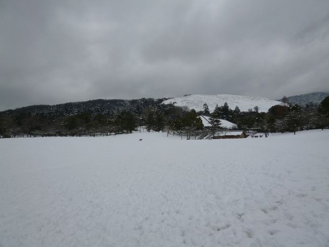 春日野園地に鹿がいました。人はいません。<br />