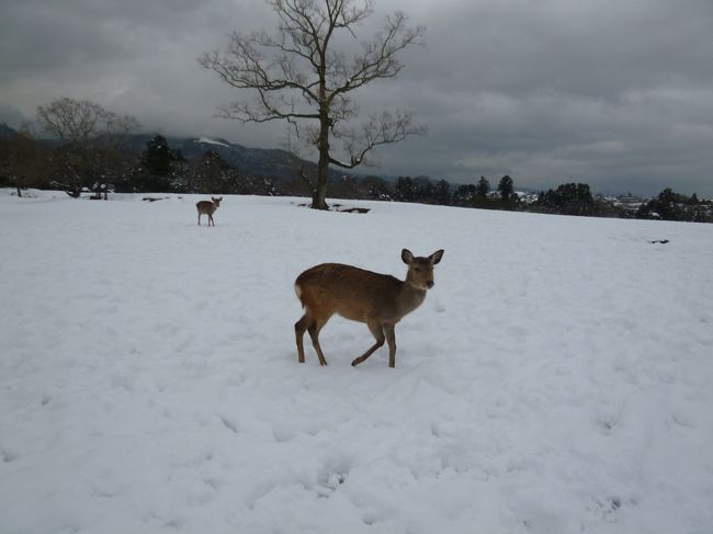 飛火野では鹿がたくさんいました。