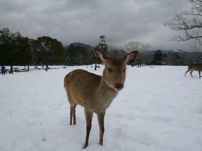 鹿も寒そう