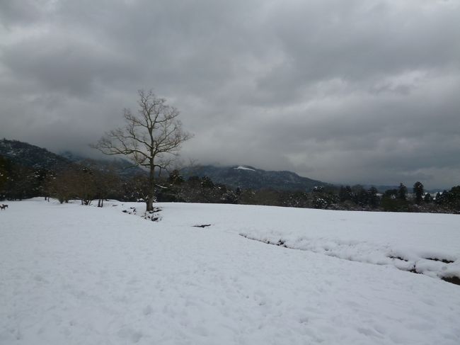 一面の雪景色です。