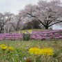 福島県　ＴＶ生中継前日の三春滝桜(東日本大震災を風化させない為に･･･)ウロウロ漫遊記