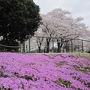 福島県　ＴＶ生中継前日の三春滝桜(東日本大震災を風化させない為に･･･)ウロウロ漫遊記