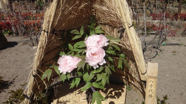 きれいに咲いてるのがありました。よかった〜！