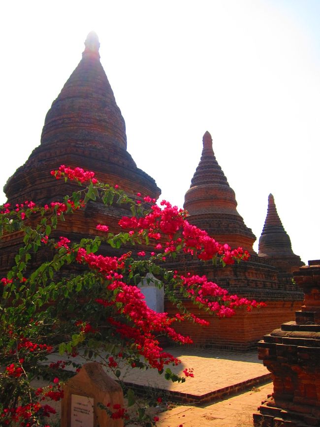 ミャンマーにはきれいな花が本当に多かったです。