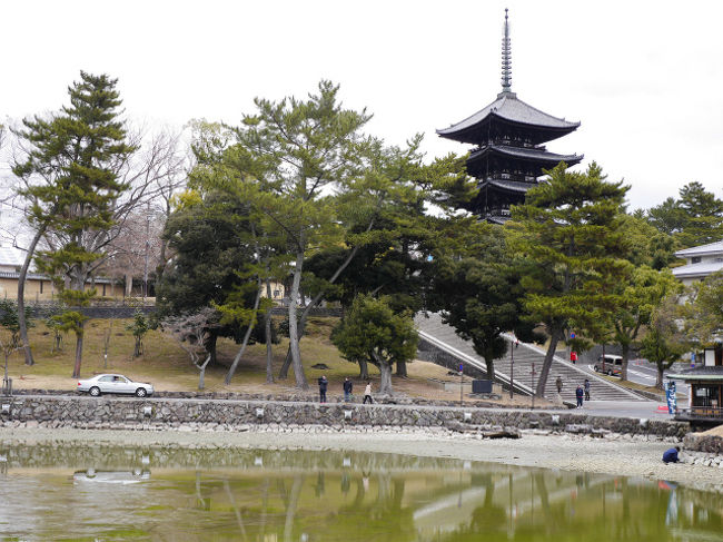 猿沢池から見る五重塔<br />何故か池の水がなく、掃除をしている感じでした。
