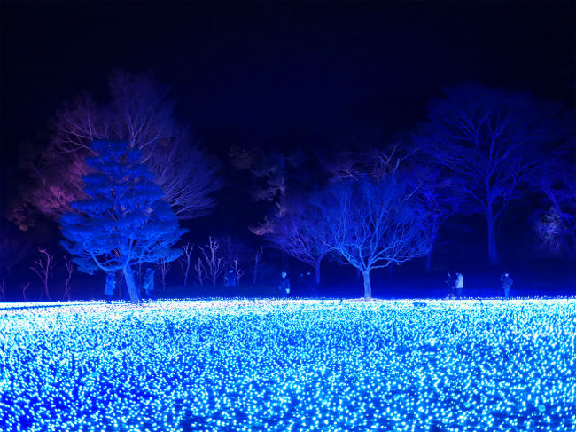 木々も幻想的にライトアップ。この色も結構こだわったそうです。