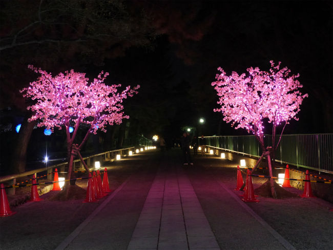 そして奈良県庁前のライトアップです。ここも担当させてもらいました。<br />この桜は担当の方が凄くこだわったそうです。でも。。工事の赤い三角がちょっと残念！！はずしちゃえばいいのに・・