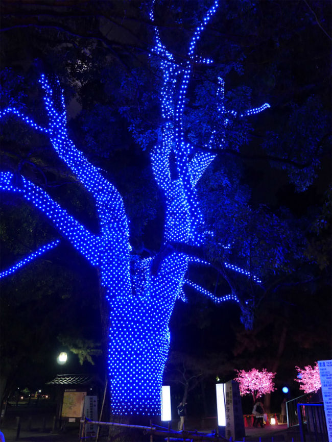 木々が色々な色にライトアップ