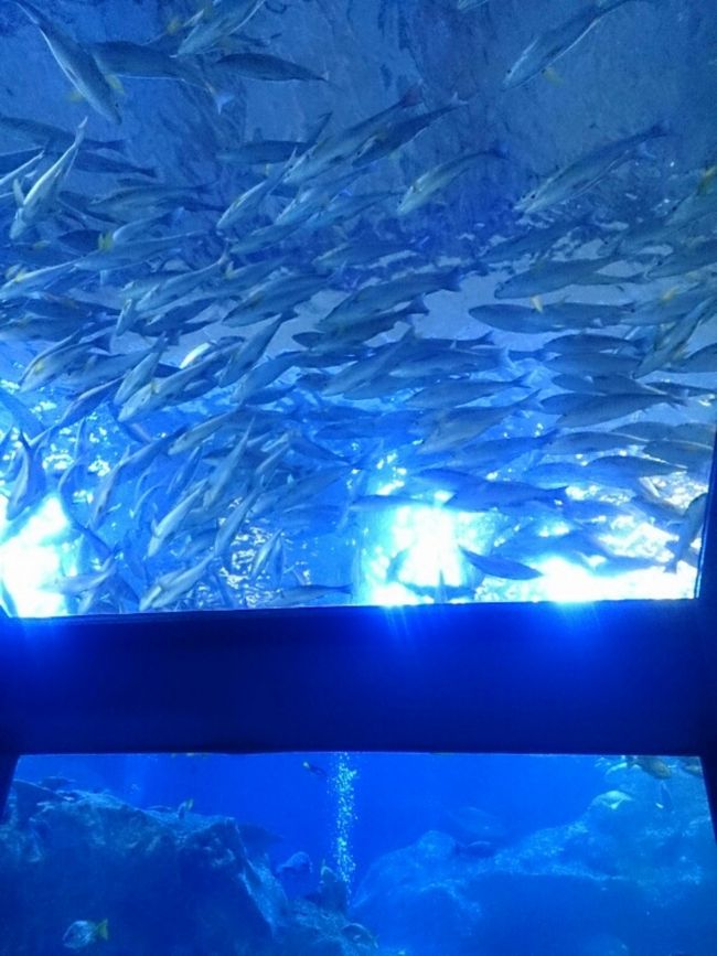 迫力〜(о´∀`о)