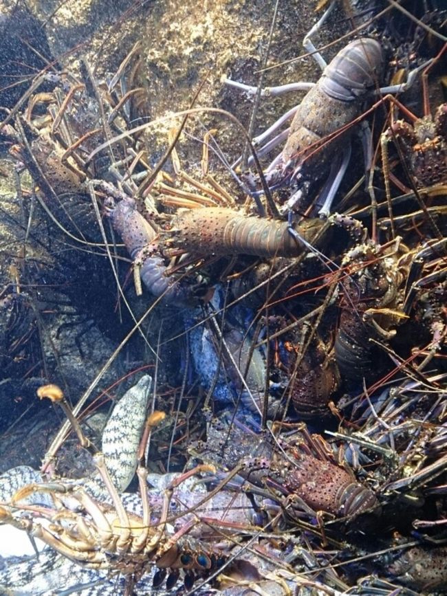 伊勢海老さん。<br />美味しそ。。。という感想はよろしくない。