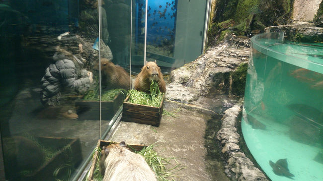 むしゃむしゃ。<br />カピバラさん。