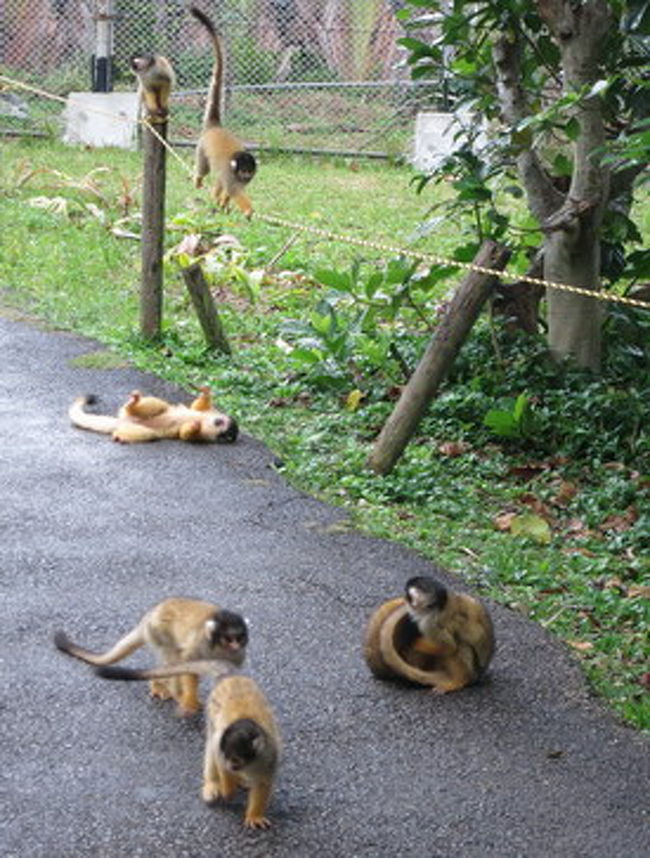「リスザルの森」柵で仕切られたところに、４０頭ほどのリスザルが飼育されている。<br />柵といっても上はオープンなんだけど…逃げないんだ…<br /><br />今回ここへ来たのは、テレビで紹介されていたのを見て、「いいなぁ・・・」と子供達が何度もつぶやいていたのを思い出したので。