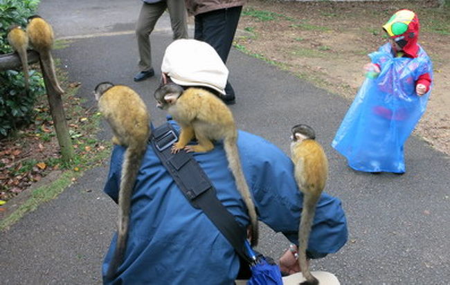 えさを持った途端、わらわらと寄ってきます。<br /><br />えさだけでなく、ポケットやバッグの中身をまさぐるので、ご注意を。<br /><br />雨のあとは、リスザルの足で汚れるよ〜とフォートラ情報だったので、<br />急きょゴミ袋をちぎって子供に着せたけど、思ったより汚れず、<br />大丈夫でした。