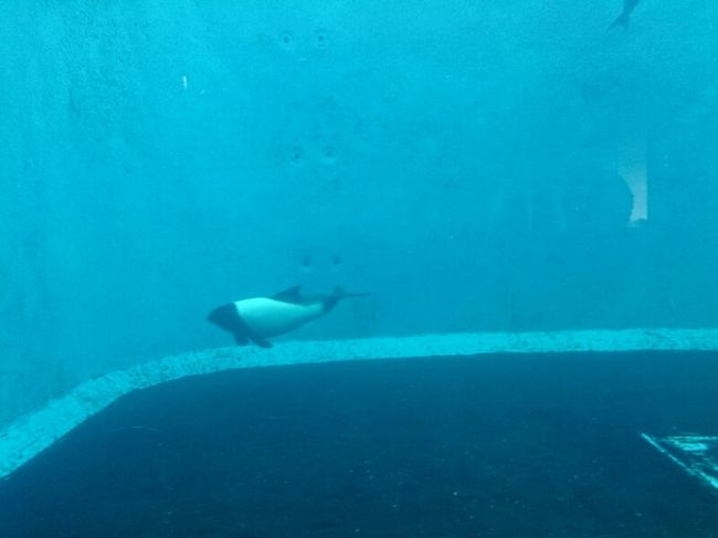 気持ち良さそうに泳いでおりました〜。