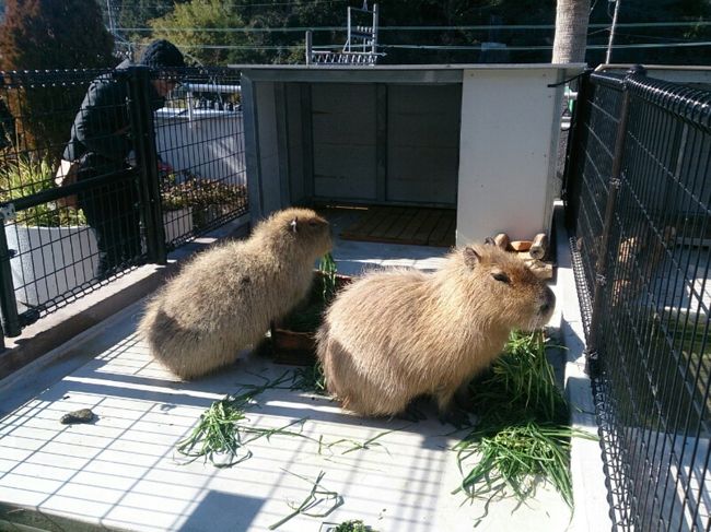 再びのカピバラさん。<br />やはりむしゃむしゃ。