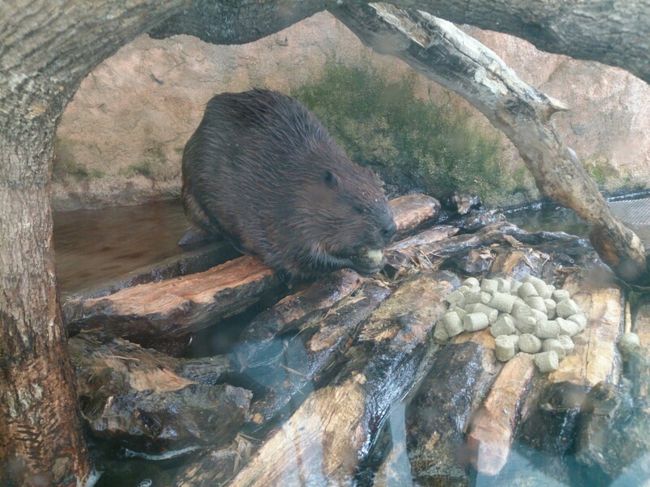 こちらもむしゃむしゃ。