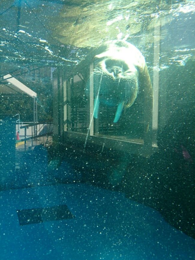 反射して見えにくいですが。。。目線をいただきました〜ヽ(・∀・)ノ