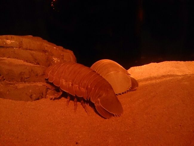 そ、し、て〜〜〜〜。<br /><br /><br /><br />とうとう会えました〜(о´∀`о)<br />ダイオウグソクムシ〜〜〜!!!<br /><br />何年も飲まず食わすで行き長らえている謎多きダイオウグソクムシ〜〜〜(。>д<)