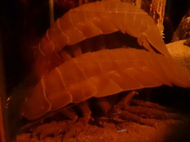 大きなダンゴムシのような。。。この見た目。。。かわいい女子なら苦手かもしれません〜ヽ(・∀・)ノ<br />まぁ私は全然大丈夫ですけど〜(笑)