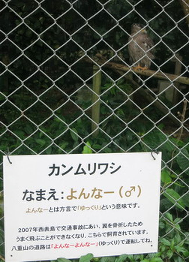 リスザルの森を出たところに、西表で交通事故にあい、保護されたカンムリワシのよんなークンが。