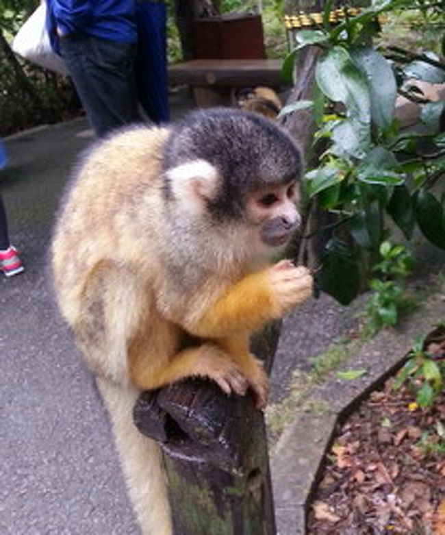 帰りにもう一度リスザルの森へ。<br /><br />しかし、さきほど団体様もけっこういたので沢山えさをもらってお腹いっぱい、あまり近寄ってきてくれず、子供達ガックリ。<br /><br />いっぱい寄ってきてほしい人は朝一で、あまりわさわさ寄ってこられたくない方は昼近くか午後に行くとよいでしょう(笑)