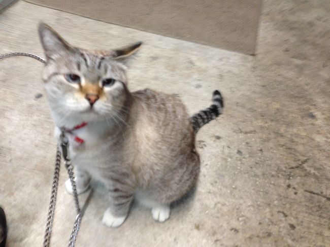 帰りも大阪屋さんが迎えに来てくれたので、そのまま大阪屋さんのお店へ。<br />猫が可愛い！