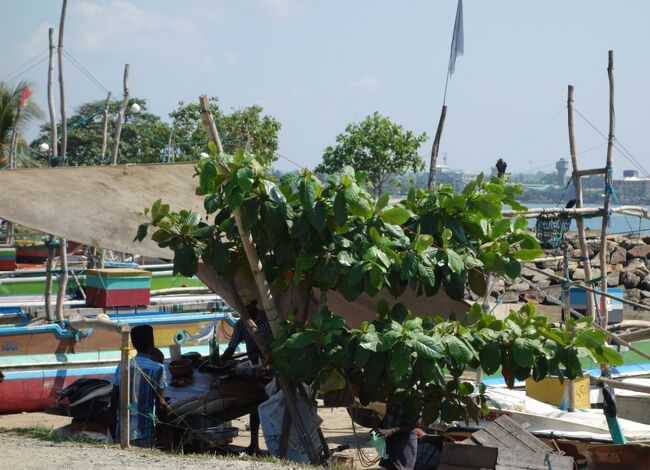 至る所に魚屋さんも。