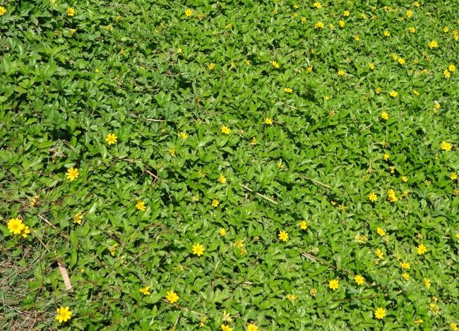 土手には可愛い黄色のお花が咲いてるよ。