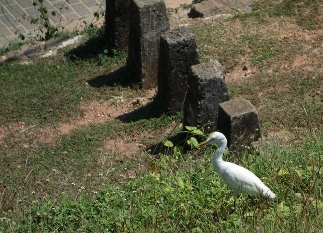 白い鳥さんもお散歩ですか？