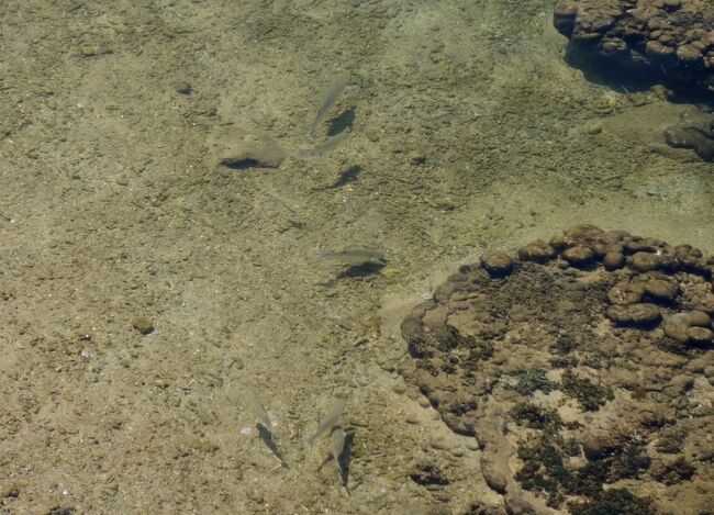 お魚さんがいっぱい♪