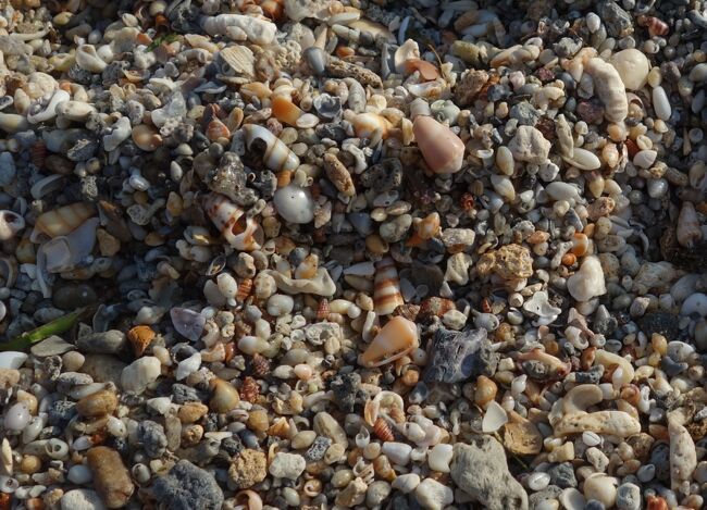 よく見ると小石に混じって、小さな貝殻がいっぱい<br />その中にヤドカリちゃん達が隠れてるのね。