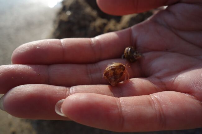 こんな小さなヤドカリがいる。