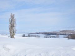 ケンとメリーの木も記念に。