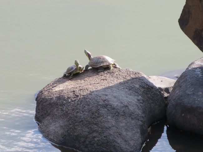 猿沢池を通っていきましょう！<br /><br />カメさん達は、日光浴。<br />