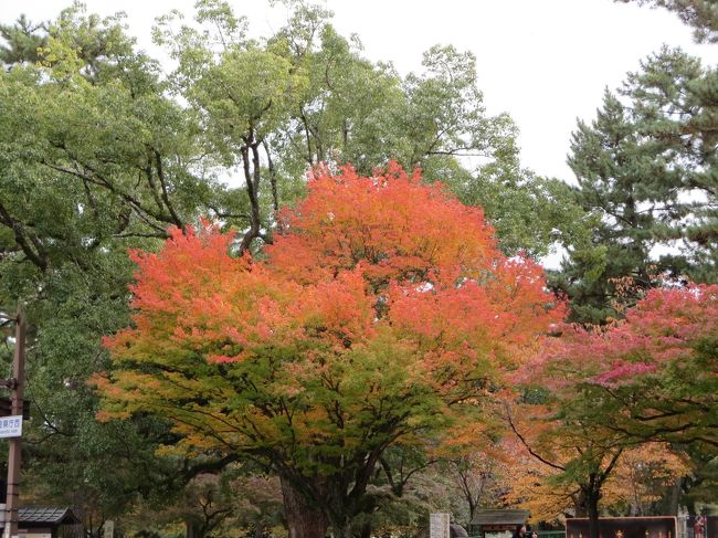 このグラデーション、素敵ですよね♪