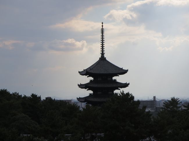 屋上から、興福寺五重塔をのぞむ
