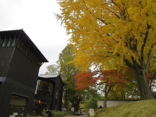 うわ！<br /><br />このイチョウの木、本当に綺麗ヽ(^o^)丿