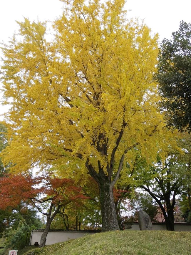 この木の下に、折れた枝があったので、持ちあげてたら「あ、ガブちゃんが折った！」と、ＪＯＥＣＯＯＬさんと夏さんに、からかわれました(^_^;)<br /><br />いやいや、そんな事しませんよー！
